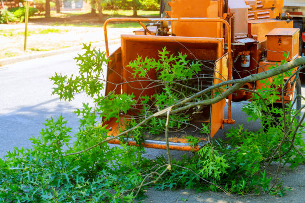 Best Tree Health Inspection  in Lake Holiday, IN